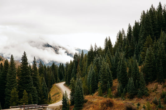 the art of stillness: forest bathing